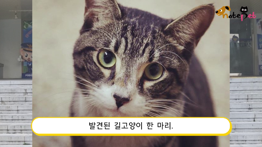 종암경찰서 찾아온 길고양이 새 가족 찾아준 경찰서 식구들 - kakaoTV 종암경찰서 찾아온 길고양이 새 가족 찾아준 경찰서 식구들