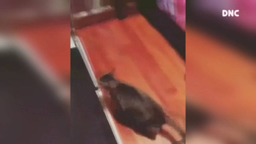 다이어트 운동 중인 고양이 Cat is doing Diet exercise다이어트 운동 중인 고양이 Cat is doing Diet exercise - kakaoTV - 웹