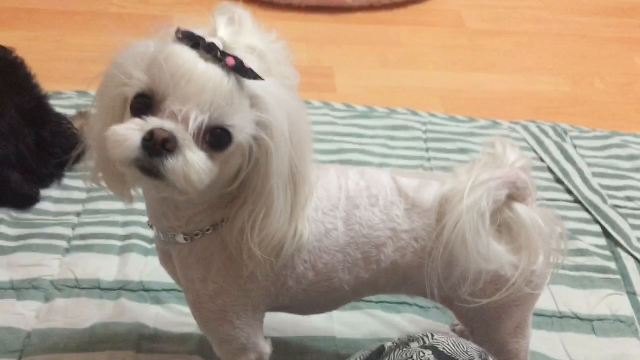  치카 치카를 너무 좋아해요