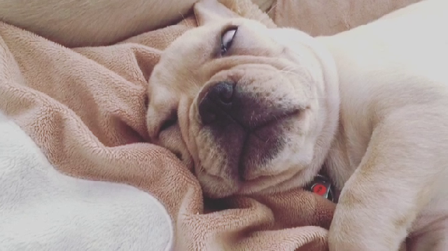 잠자는 강아지 간지럽혔더니 | 인스티즈