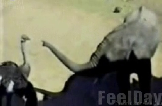 한 번 덤벼보개 외 [심쿵주의개시리즈] 84회 퍼니튜브 | 인스티즈