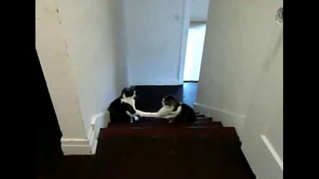  고양이 권투 시합
