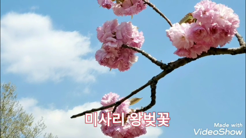 왕벚꽃 이미지