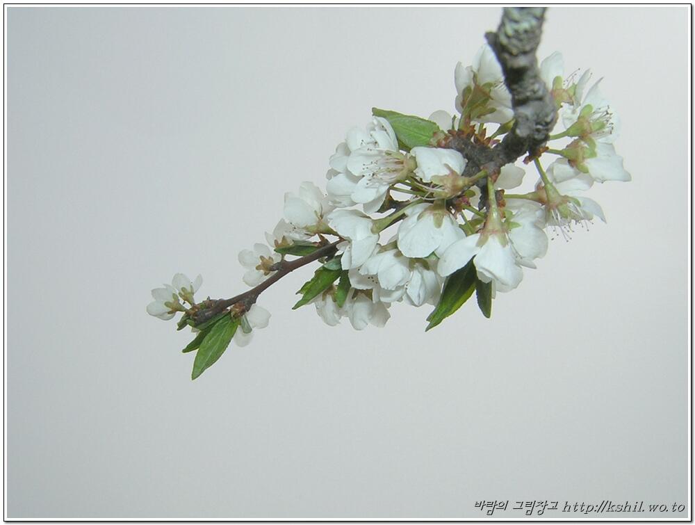 자두나무 꽃