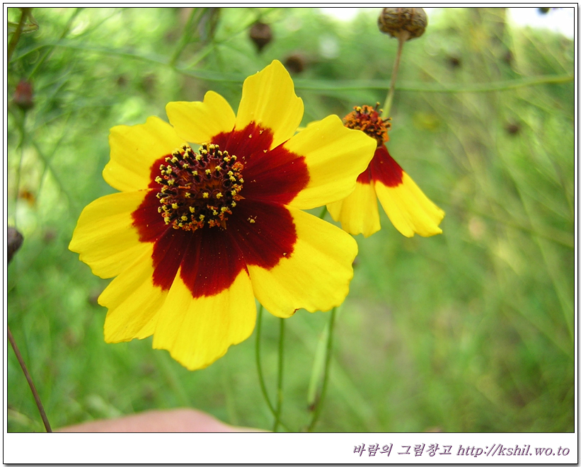 기생초