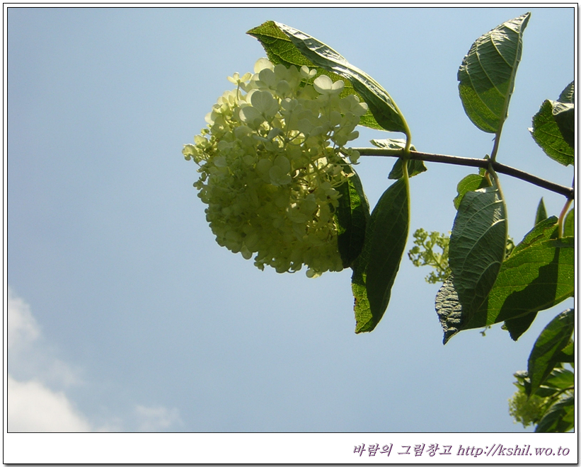 나무수국