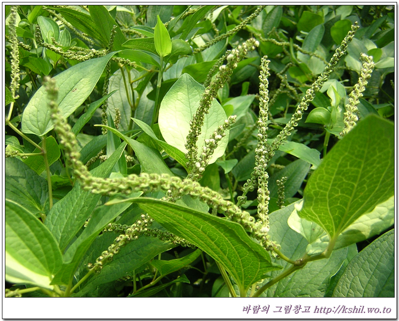 삼백초