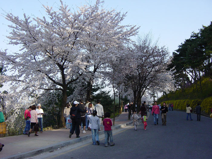 20.강감찬벚