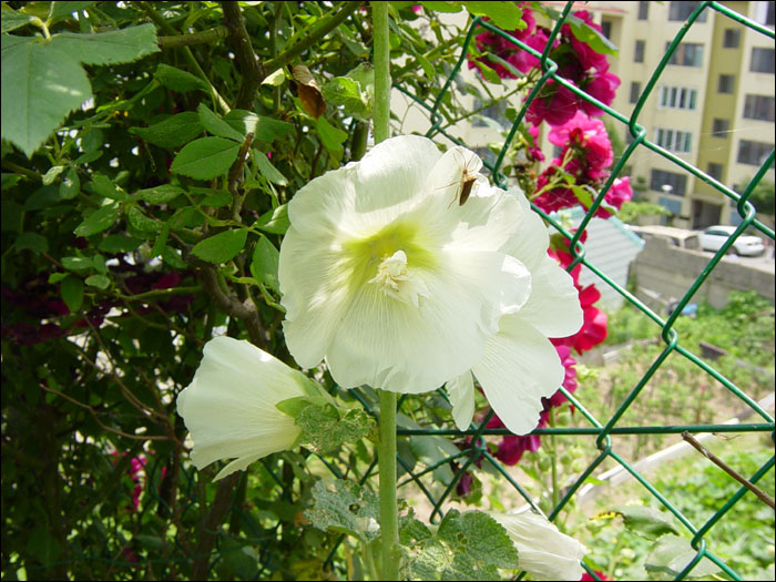 5.흰접시꽃