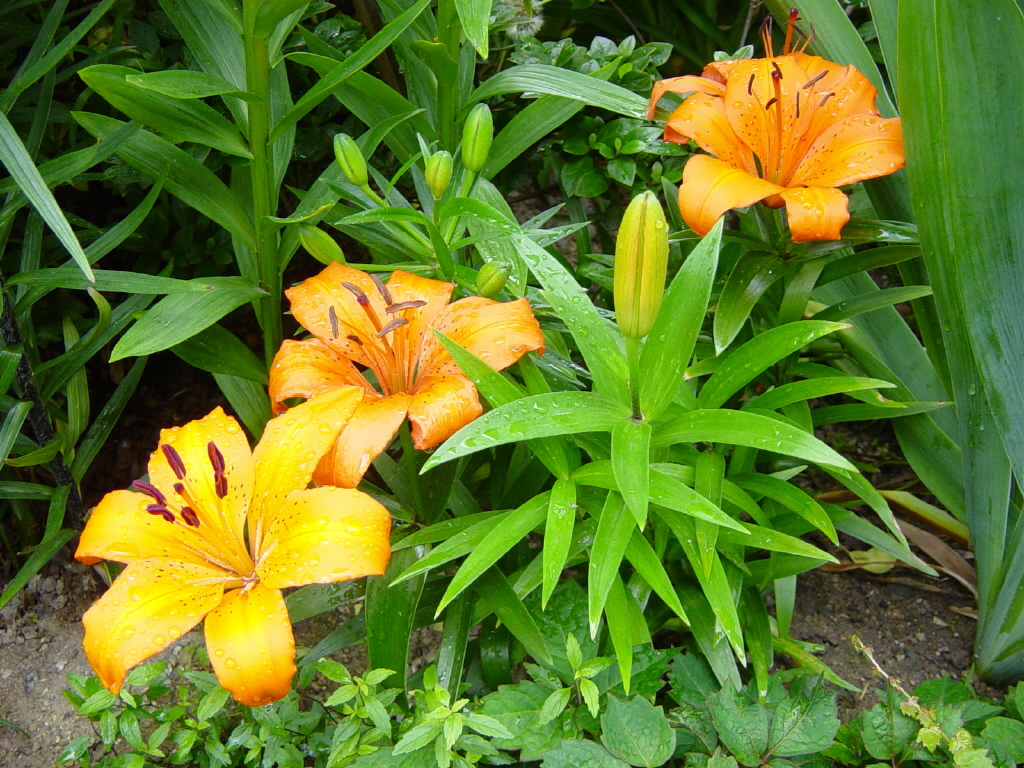 200.Daylily