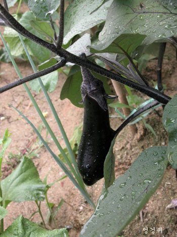 가지