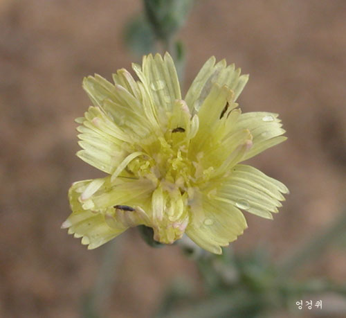 상추
