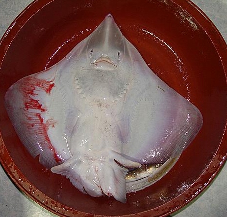 홍어맛 이미지