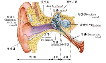 귀의 구조