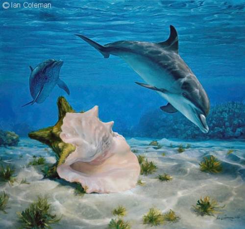 Dolphin, Conch