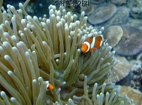 아네모네피시9