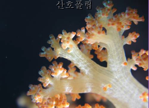 연산호3