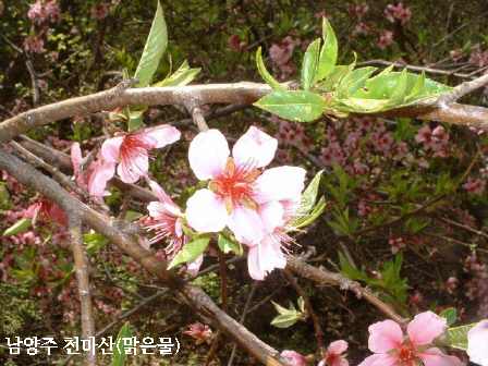 천마산, 야생화