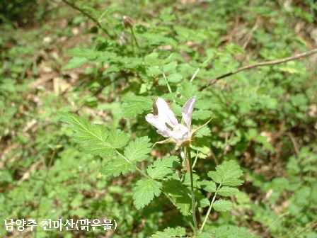 천마산, 야생화