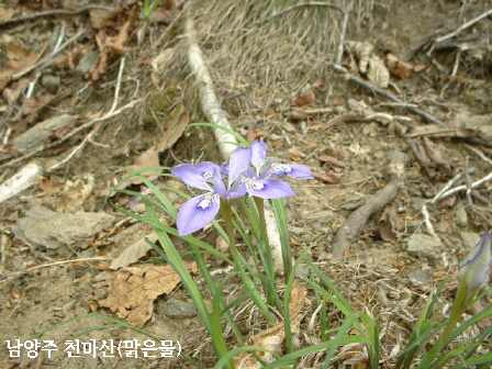 천마산, 야생화