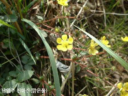 천마산, 야생화