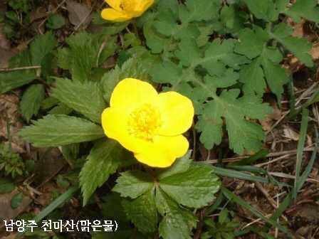 천마산, 야생화