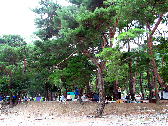 tree