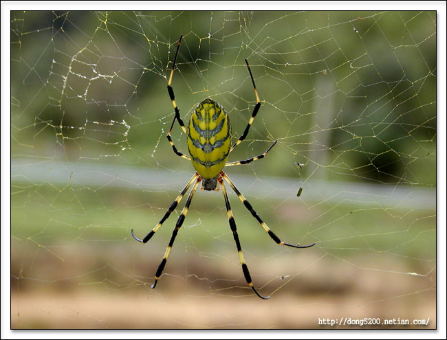 2003.9, 곤충, 거미1