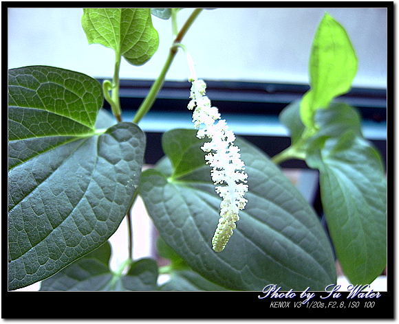 삼백초