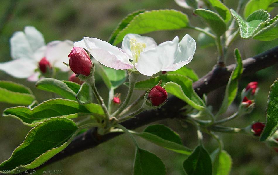 박달재