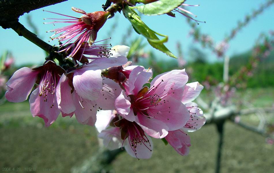 박달재