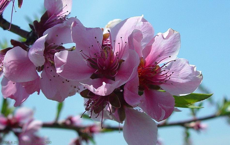 박달재