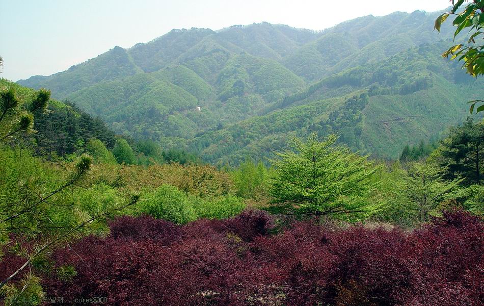 박달재