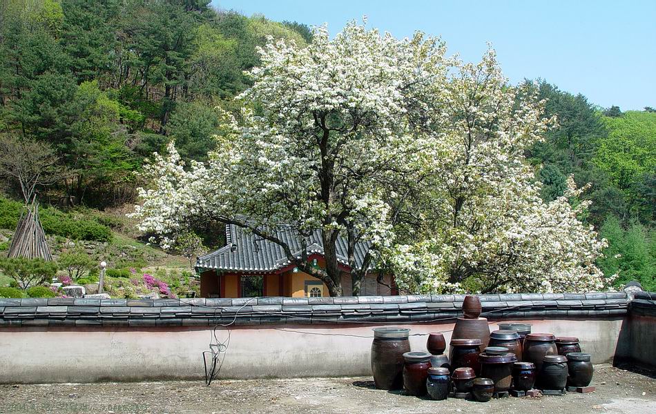 박달재