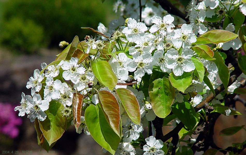 박달재
