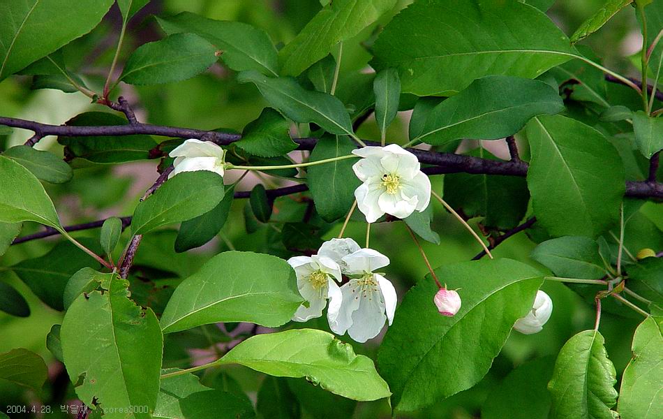 박달재
