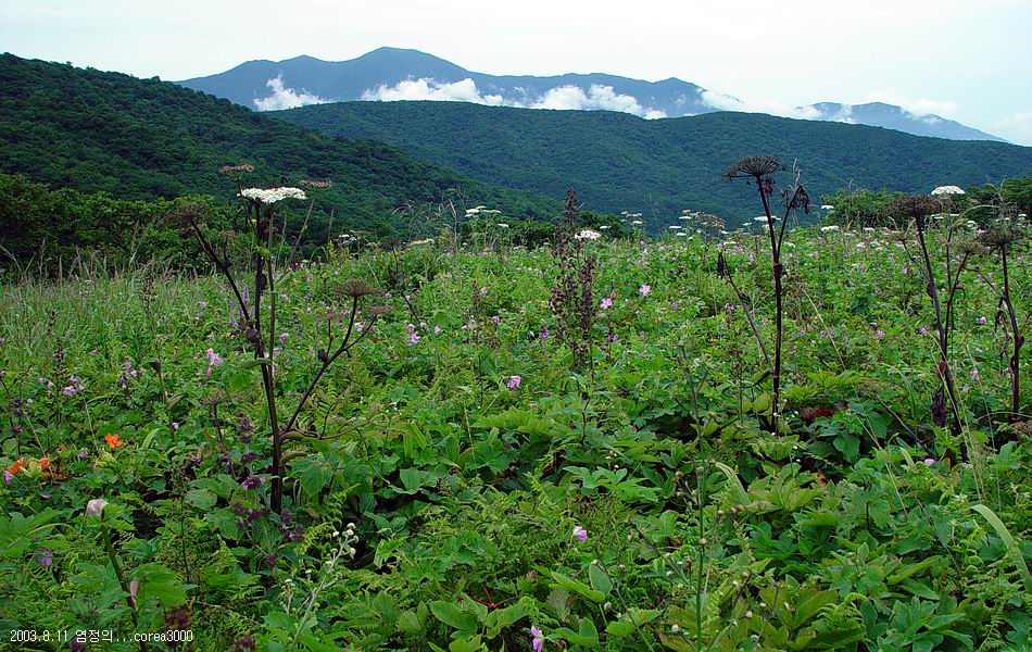 염정의