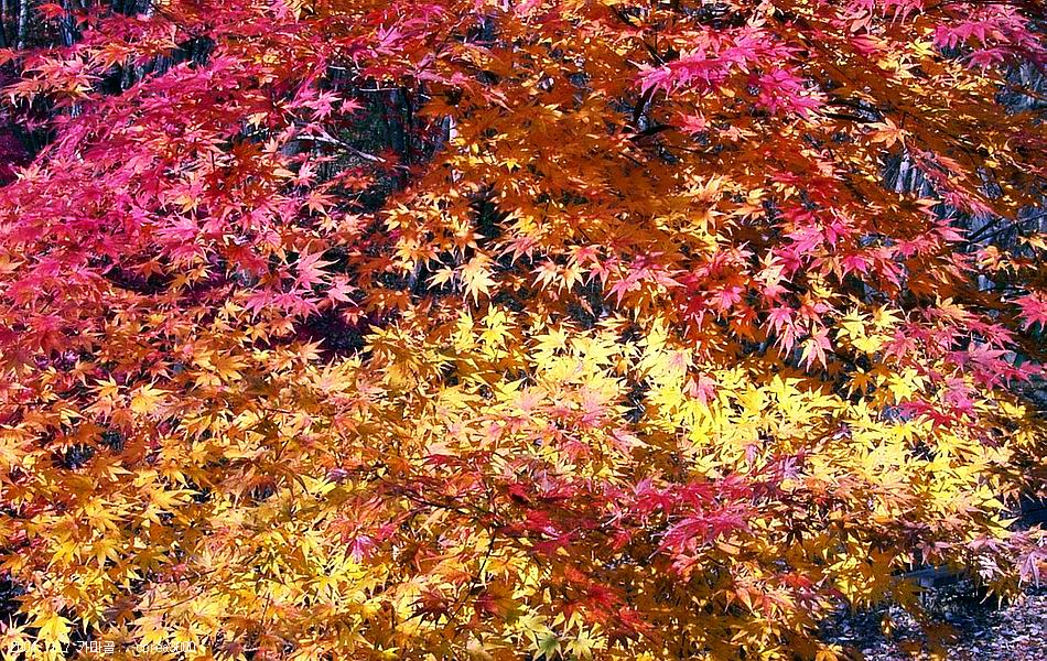 염정의