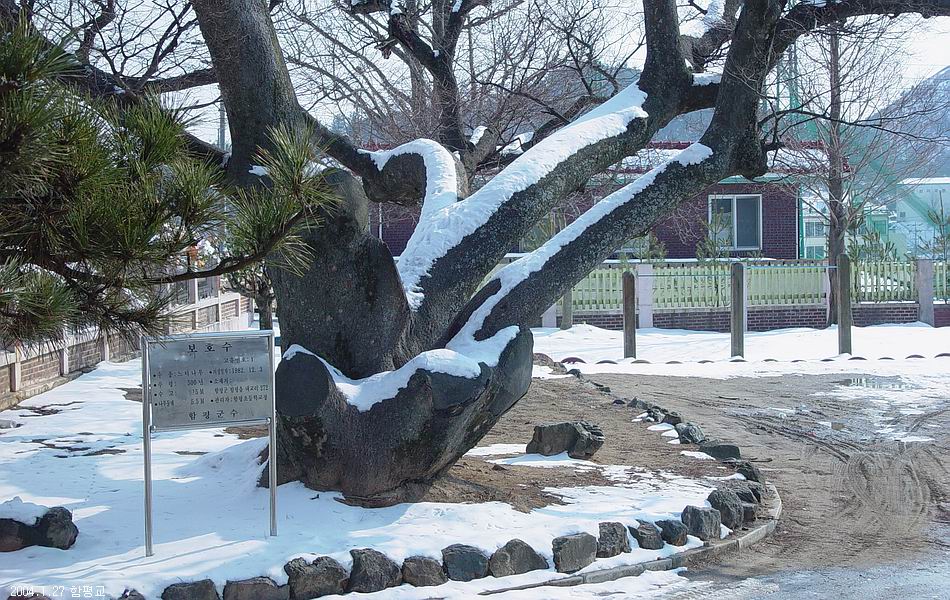 함평초등학교, 느티나무
