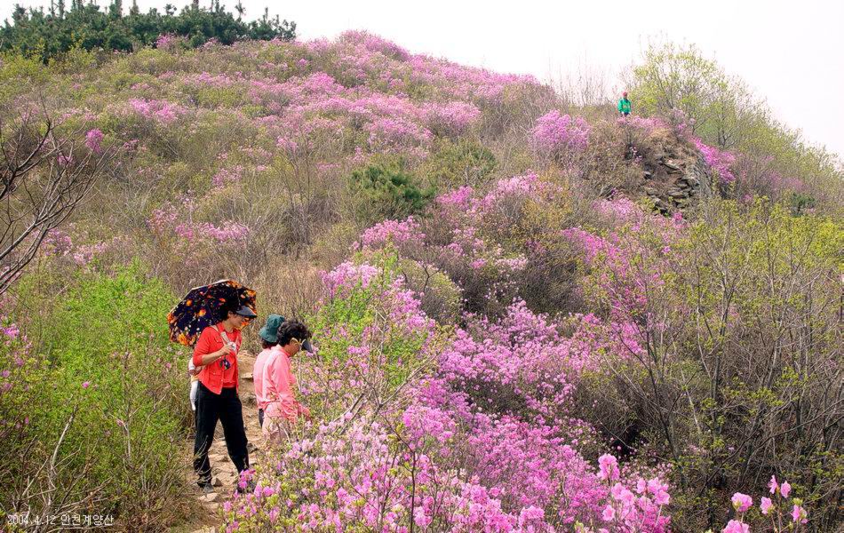 계양산