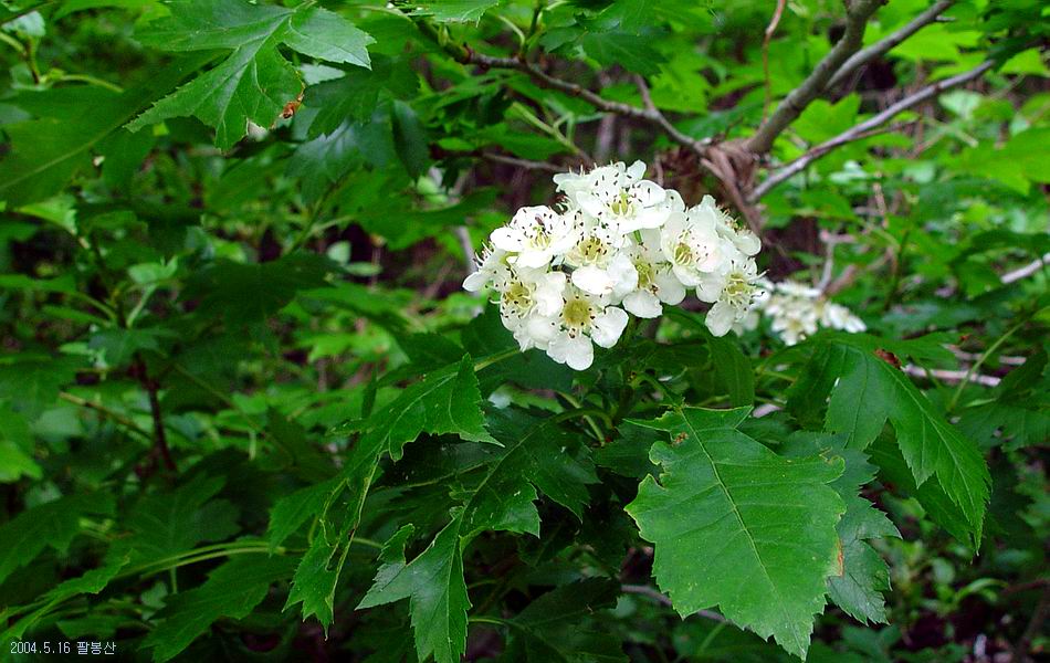 팔봉산