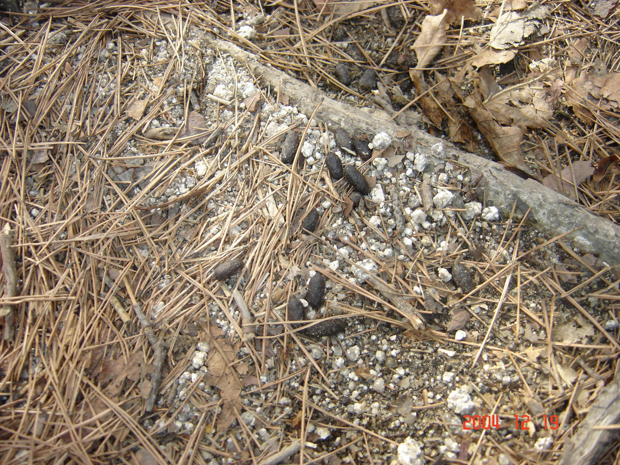 산양, 배설물1