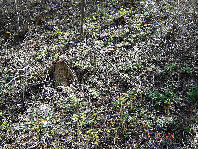 丁亥年 太白山 野生花 2007-04-29