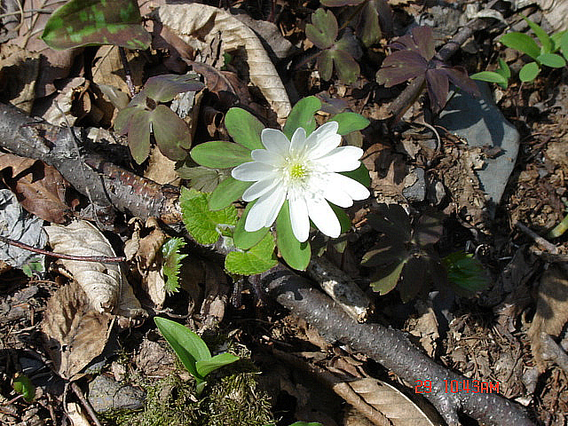 丁亥年 太白山 野生花 2007-04-29