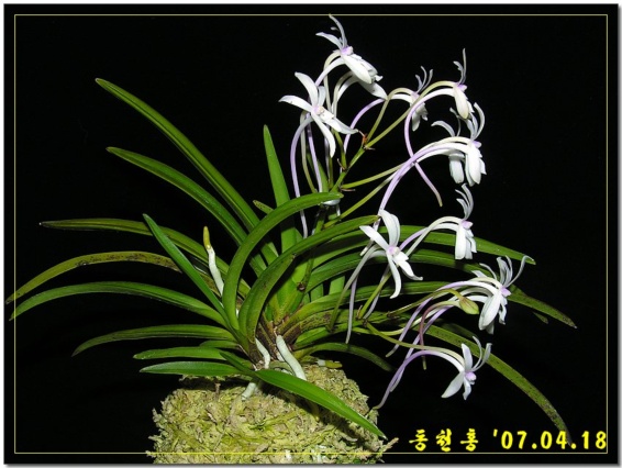 동천홍 이미지