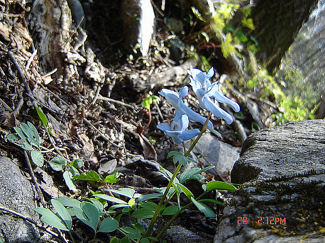 丁亥年 太白山 野生花 2007-04-29