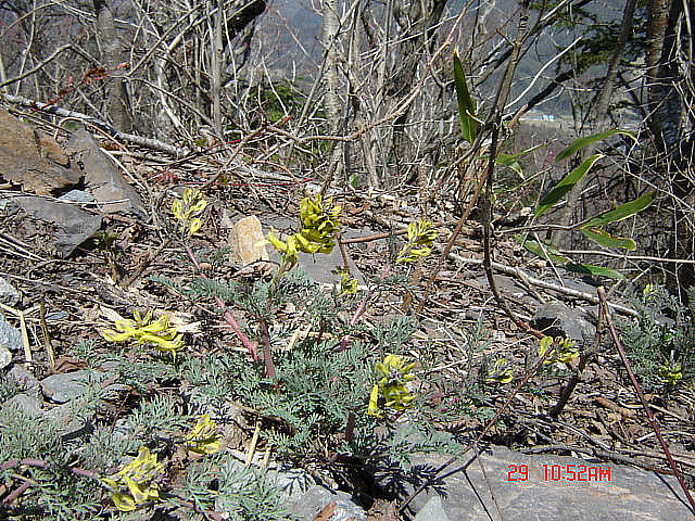 丁亥年 太白山 野生花 2007-04-29