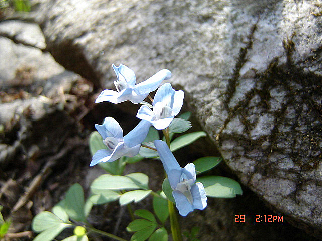 丁亥年 太白山 野生花 2007-04-29