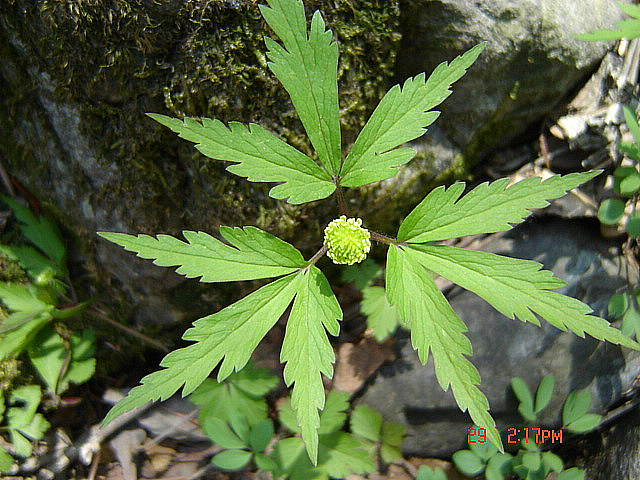 丁亥年 太白山 野生花 2007-04-29