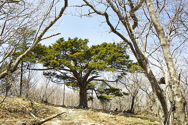 丁亥年 太白山行 2007-04-29